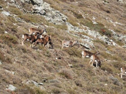mufloni ad aritzo.jpeg