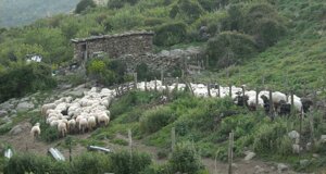 osteria - tagliata Bortigalese.jpeg