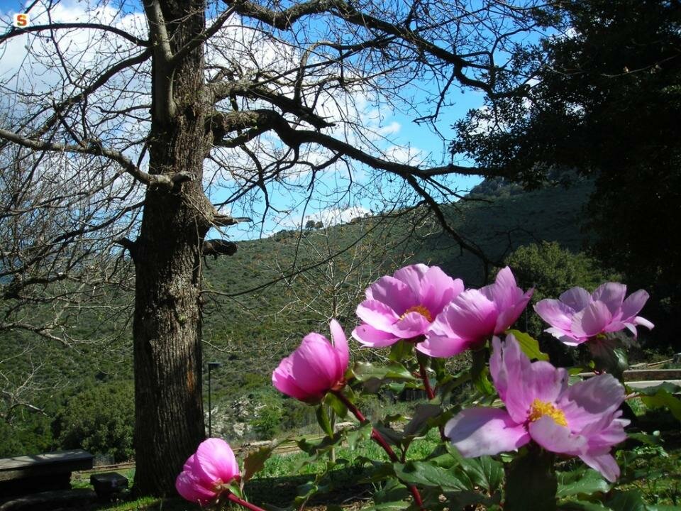 18/19 APRILE, A SEULO, SA ROSA E PADENTI.