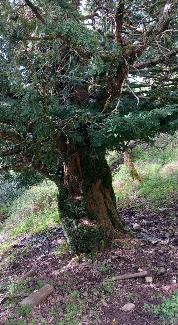 tasso ad aritzo.jpeg