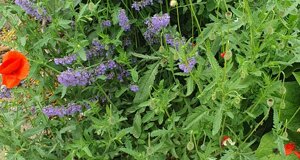 20250522-wa0027.jpeg 20250522-wa0027.jpeg