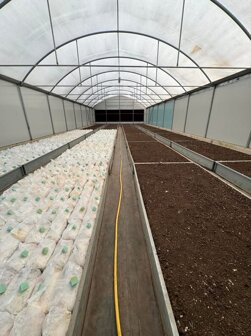 fase di coltivazione in serradi funghi cardoncelli