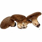 funghi-cardoncelli-freschi-in-box-da-3kg