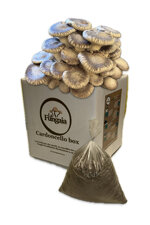 kit-coltivazione-cardoncello-da-2-panetti