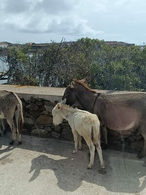 img-20250911-wa0040.jpeg img-20250911-wa0040.jpeg