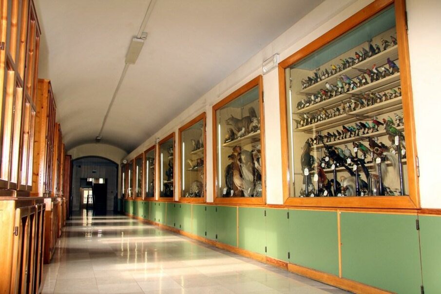 FESTIVAL DOMINUS MUNDI A TORINO 2026 FESTIVAL DOMINUS MUNDI A TORINO 2026