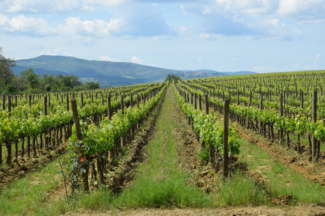 aziende agricole castiglion fibocchi.jpeg