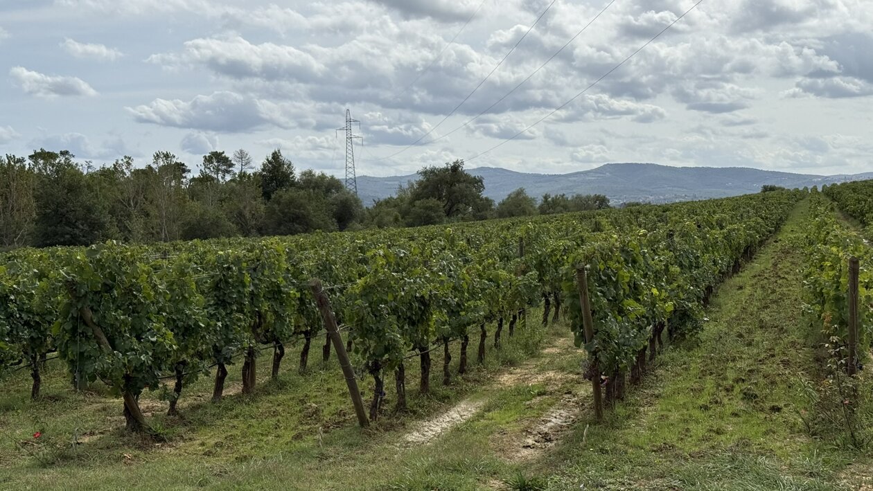 vigneto castiglion fibocchi.jpeg