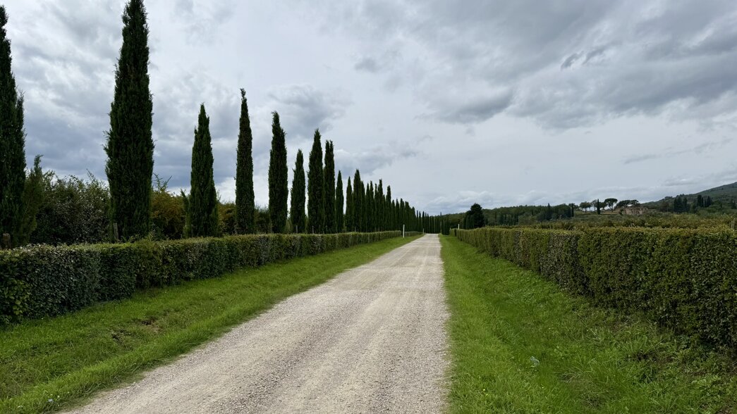 il-borro-vigne.jpeg
