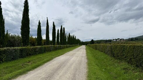 il-borro-vigne.jpeg