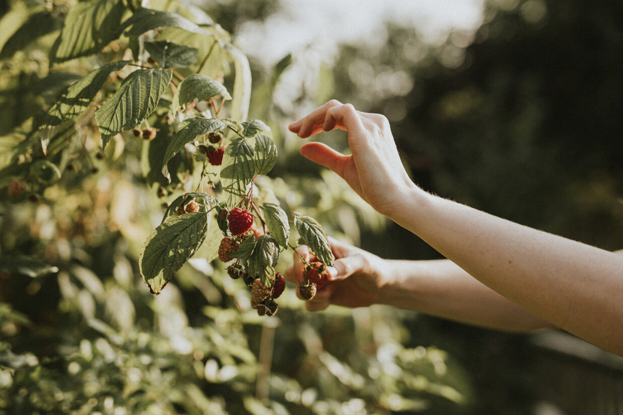 woman-picking-raspberry-from-tree.jpeg
