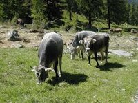 Wochenmarkt / Farmers MarketBoxhagener Platz