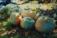 Bottega Botanika morgen auf dem Markt in der Boxhagener Straße 