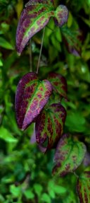 whatsapp image 2025-05-10 at 19.13.52 (4).jpeg