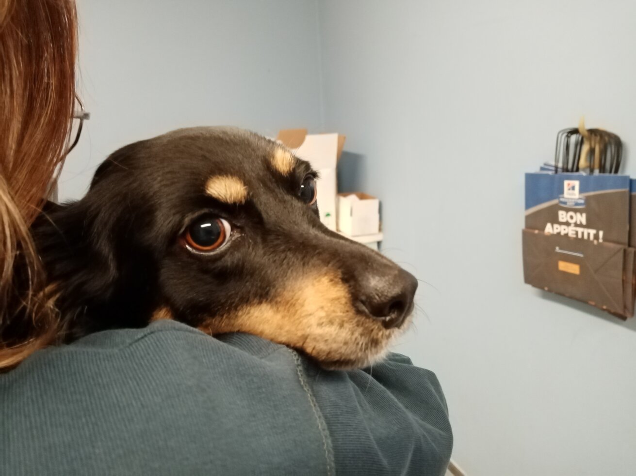 Laser terapeutico per animali a Vicenza Laser terapeutico per animali a Vicenza