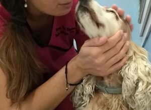 visita omeopatica per cani a vicenza visita omeopatica per cani a vicenza