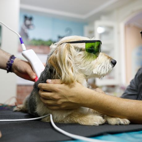 Laser terapeutico per animali a Vicenza Laser terapeutico per animali a Vicenza