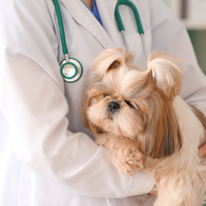 Visita omeopatica per cani a Vicenza Visita omeopatica per cani a Vicenza