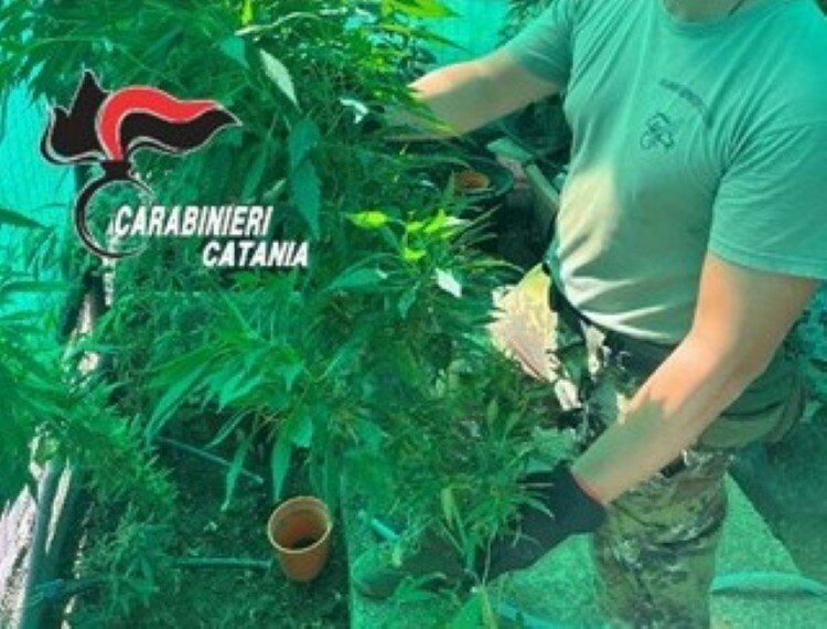 Beccato insospettabile coltivatore di cannabis