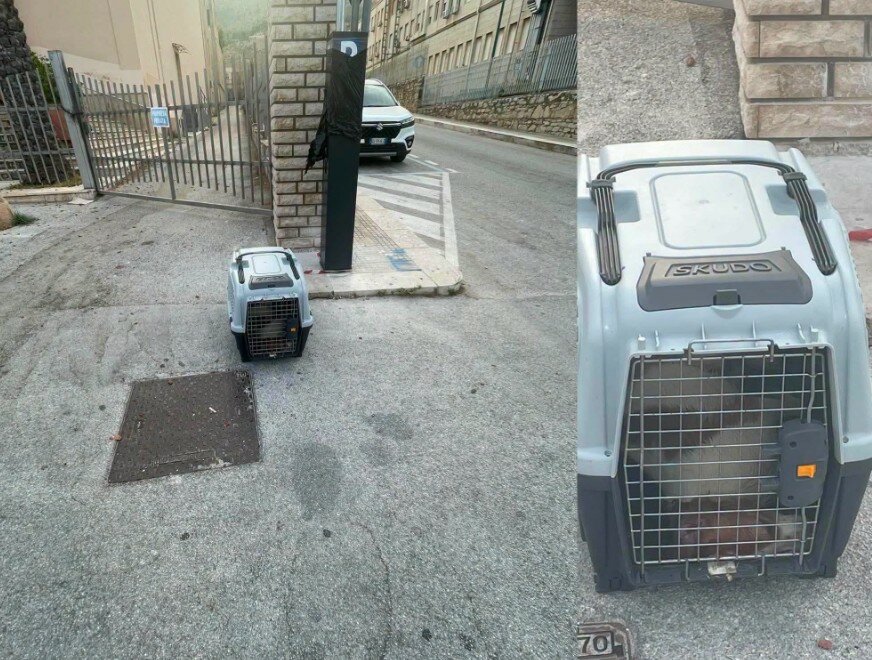 Lo abbandonano, cane muore nel trasportino Lo abbandonano, cane muore nel trasportino