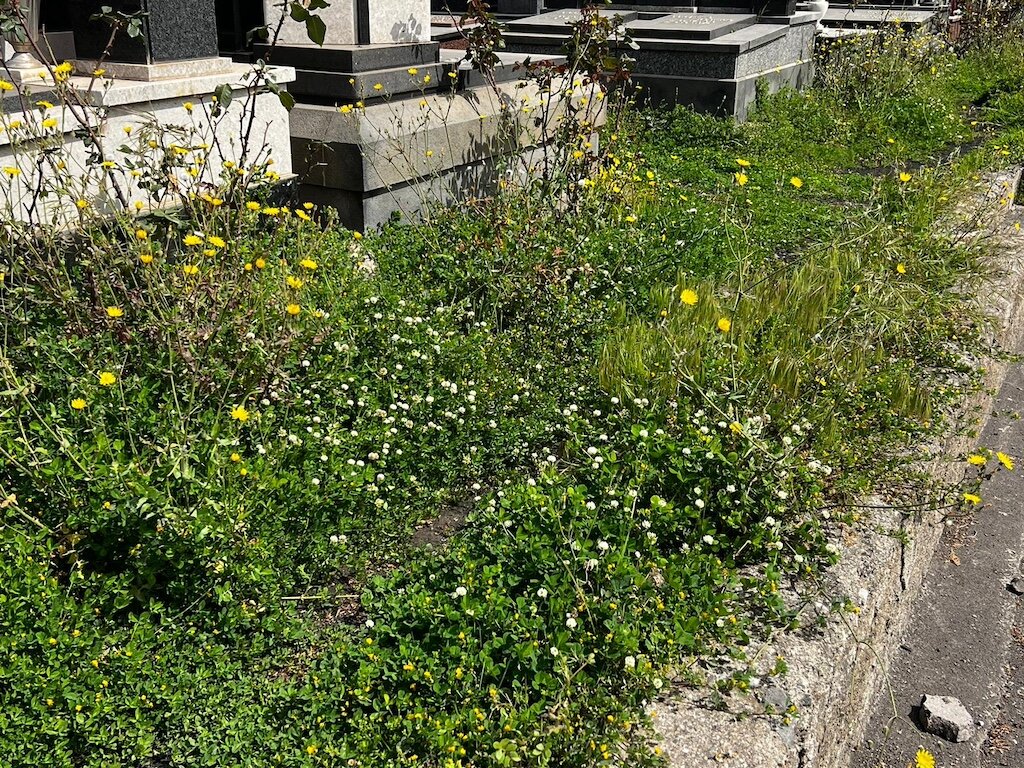 Lapidi coperte dall'erba alta