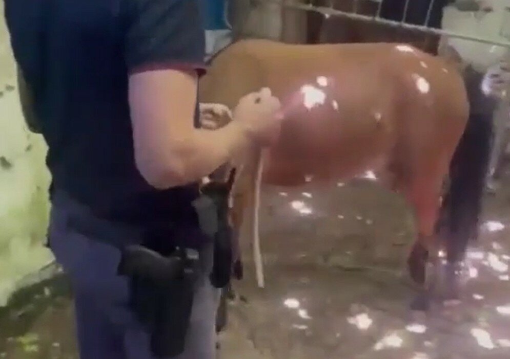 Catania, trovati 3 pony in condizioni terribili