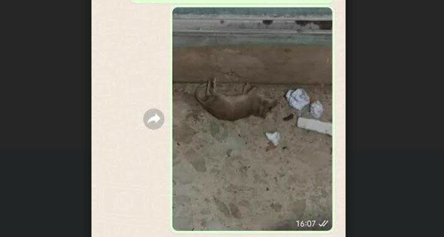 Topi nella scuola catanese: 'Passano durante le lezioni'