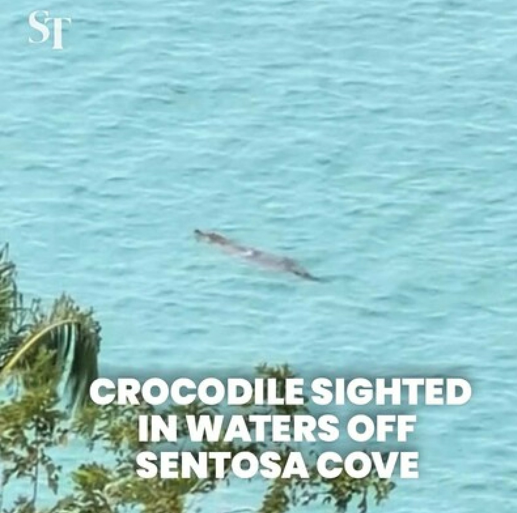 Singapore, avvistato coccodrillo nell'isola di Sentosa