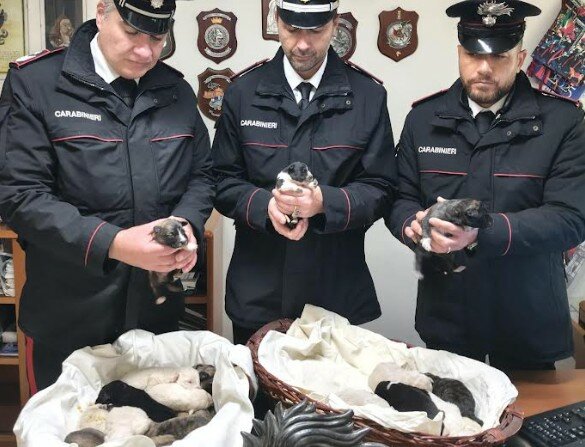 Abbandona 18 cuccioli, automobilista li salva