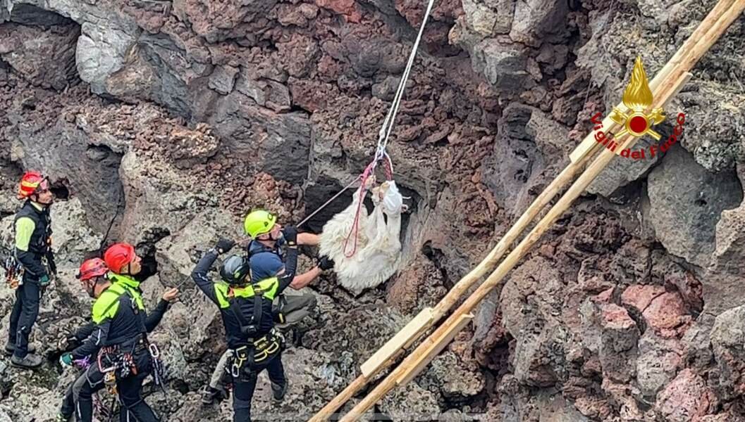 Sos ovino sull'Etna: la capra campa