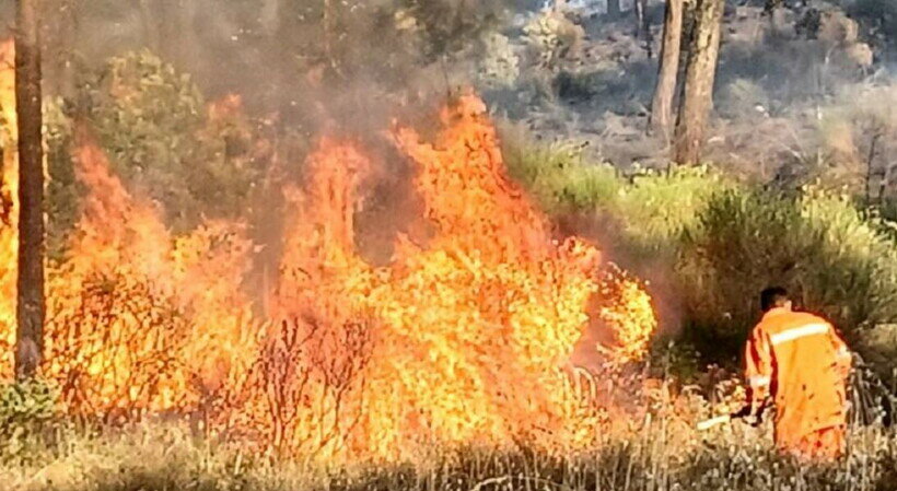Il dramma delle Madonie: "Tutto in fiamme, bruciati vivi 50 bovini"