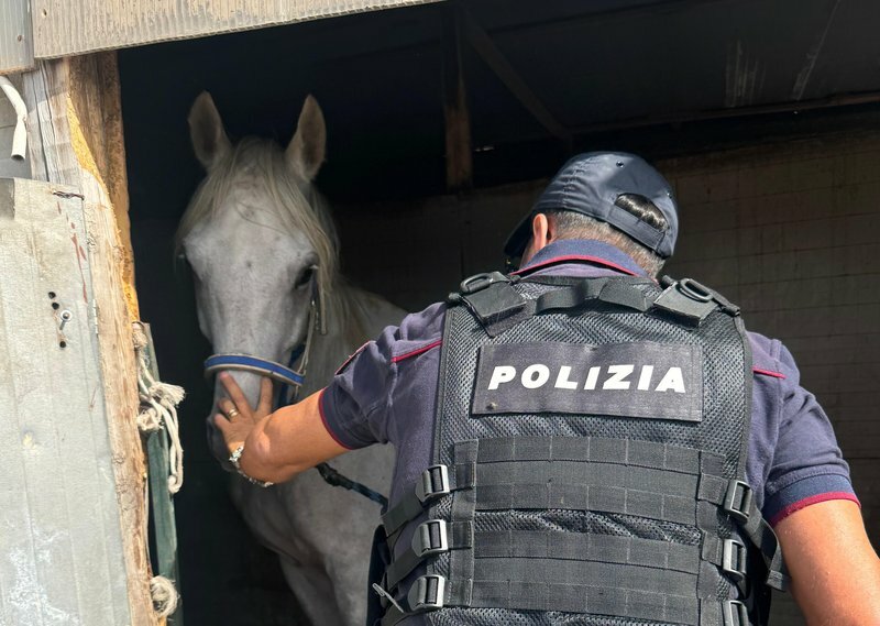 Forte odore di letame, scoperta stalla abusiva