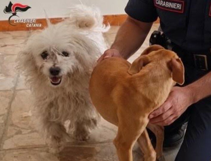 San Michele di Ganzaria: cani chiusi in casa disabitata, 3 denunce San Michele di Ganzaria: cani chiusi in casa disabitata, 3 denunce