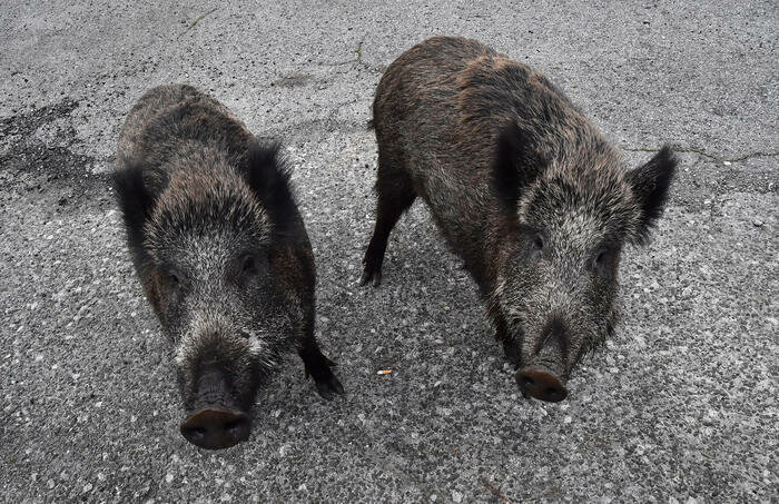 C'&egrave; un cinghiale in mezzo alla strada
