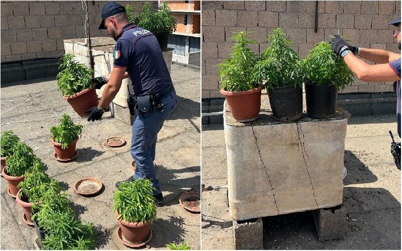 Quante piante sulla terrazza: tutte di cannabis