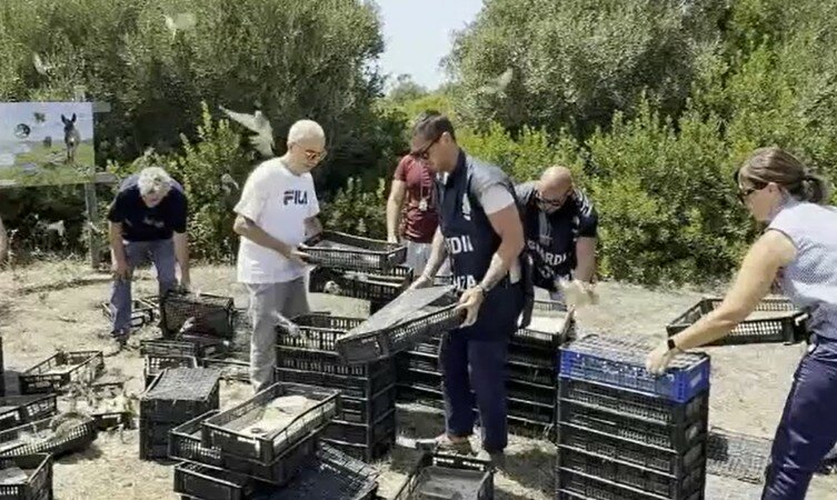 Traffico di volatili: la liberazione &egrave; spettacolare