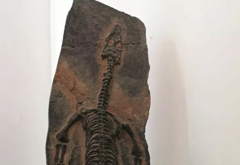 Triassic park: in Sicilia il dinosauro vecchio 200 milioni di anni