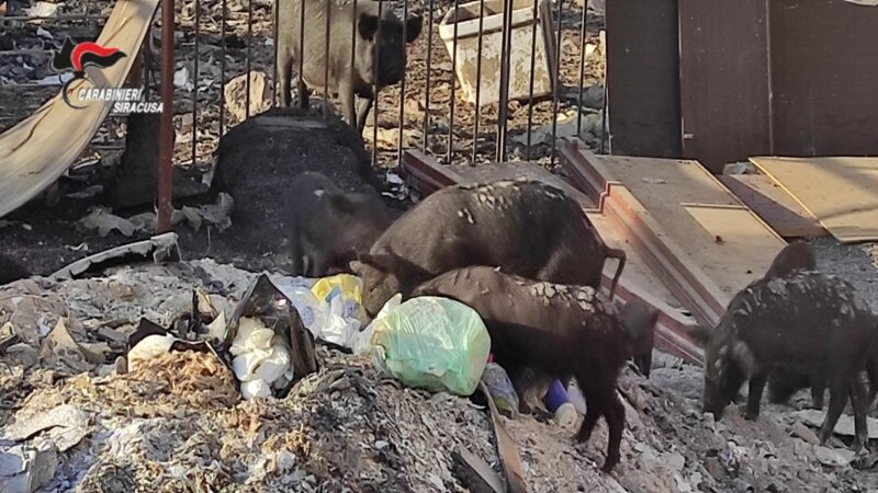 Bestiame nella discarica abusiva: 8 denunce