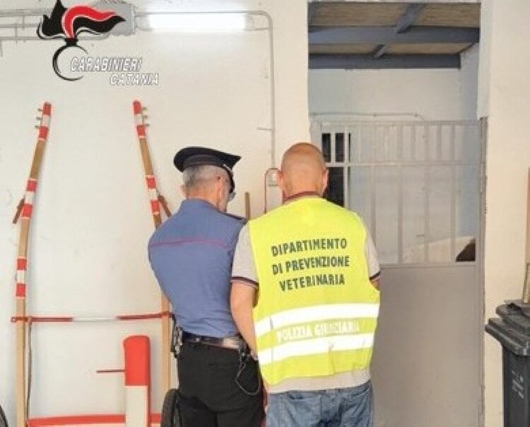 Catania: nasconde cavallo non registrato, multa da 6.500 euro