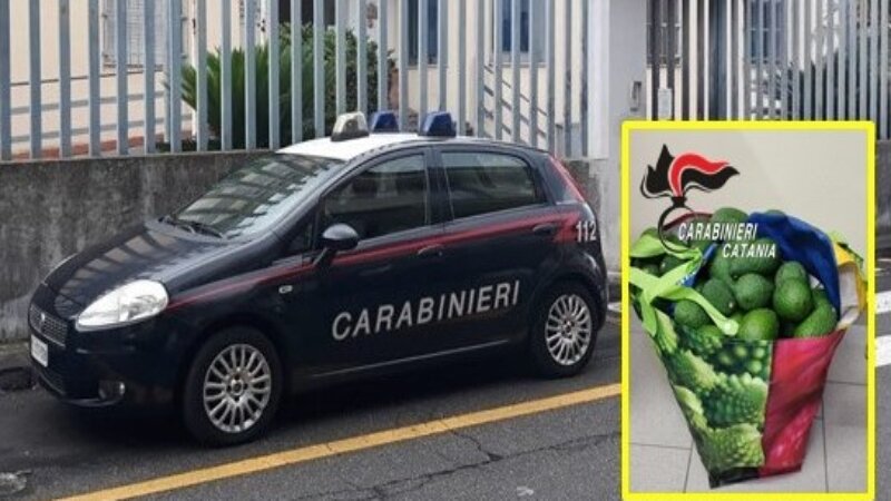 Riposto: bloccato il ladro appassionato di avocado Riposto: bloccato il ladro appassionato di avocado