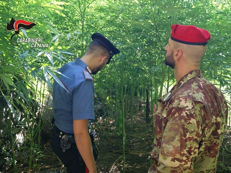 Scoperta (dall'alto) piantagione di marijuana