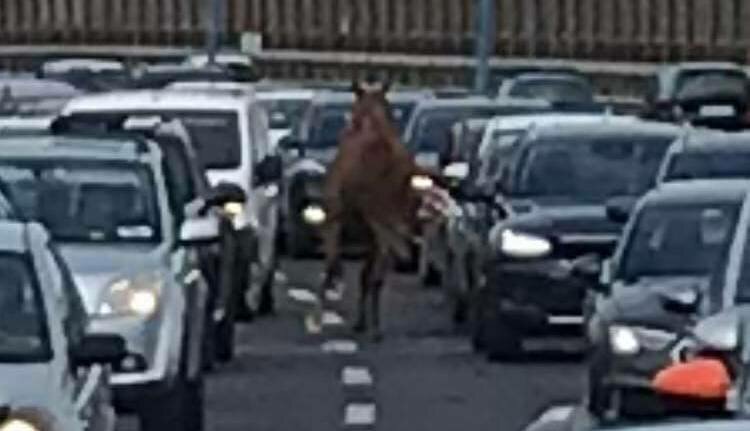 Come un cavallo in tangenziale