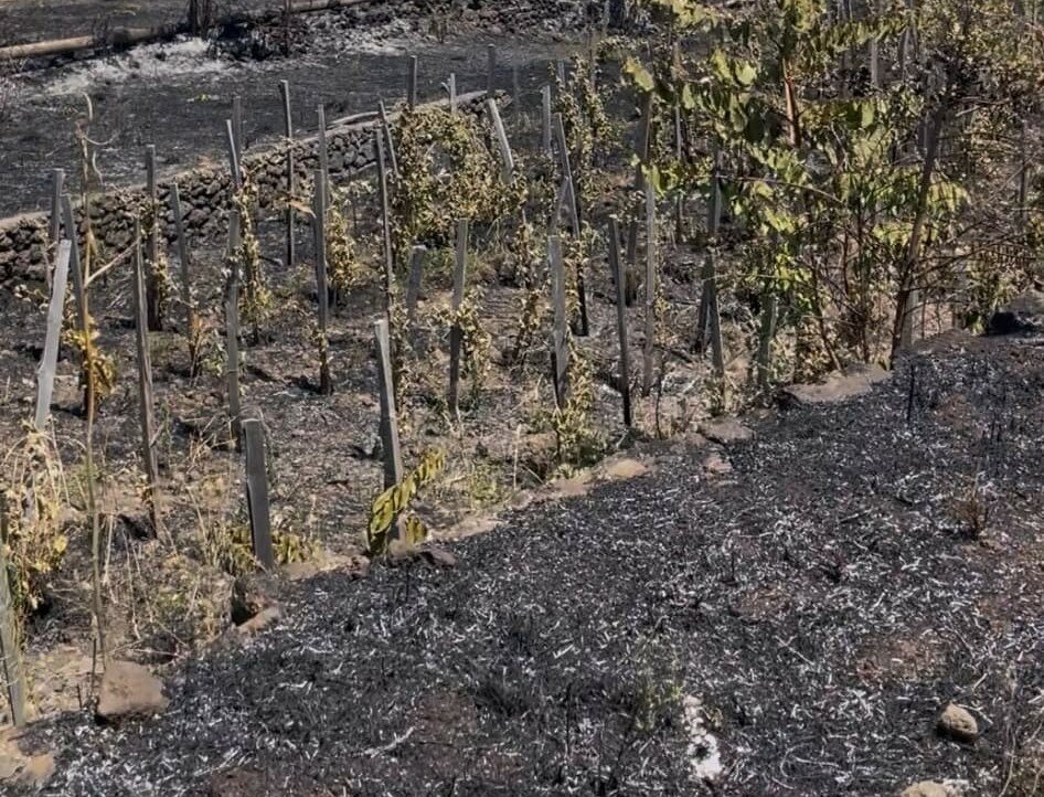 Incendio devasta aziende agricole a Zafferana Etnea