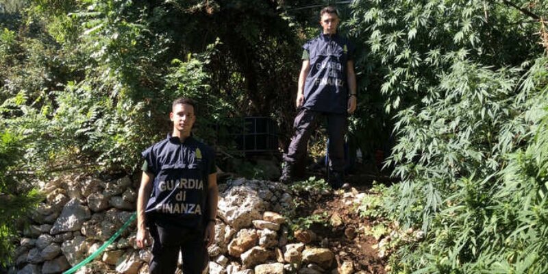 Piantagione di marijuana nelle campagne di Carini