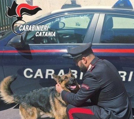Lascia il cane chiuso nell'auto come antifurto e va a fare shopping