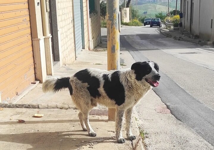 Sgozza il cagnolino: lo voleva mangiare