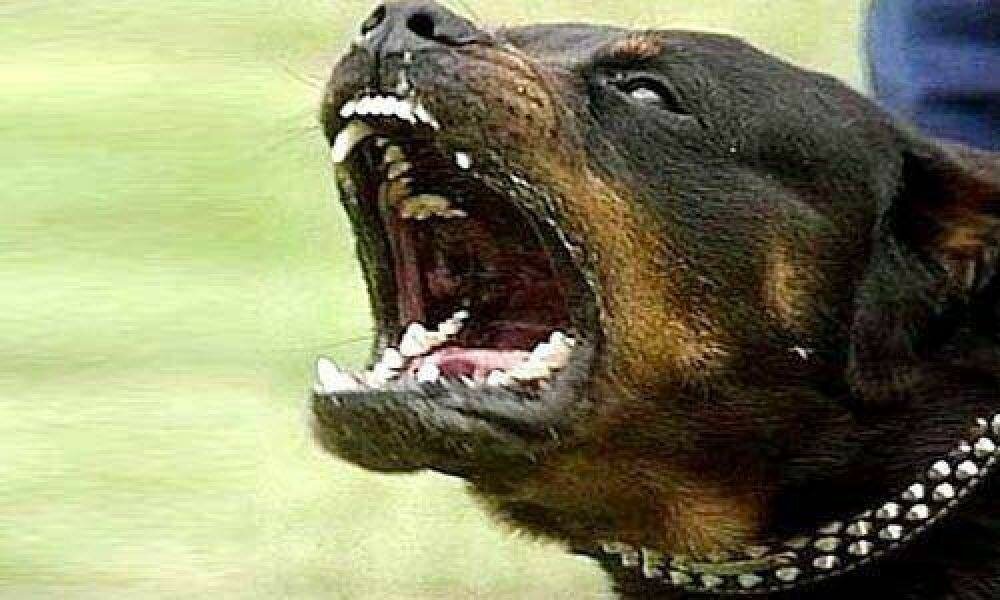 Azzannato da rottweiler, perde l'orecchio