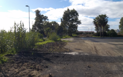 "Grossi alberi pericolosi sulla strada per la Stm"