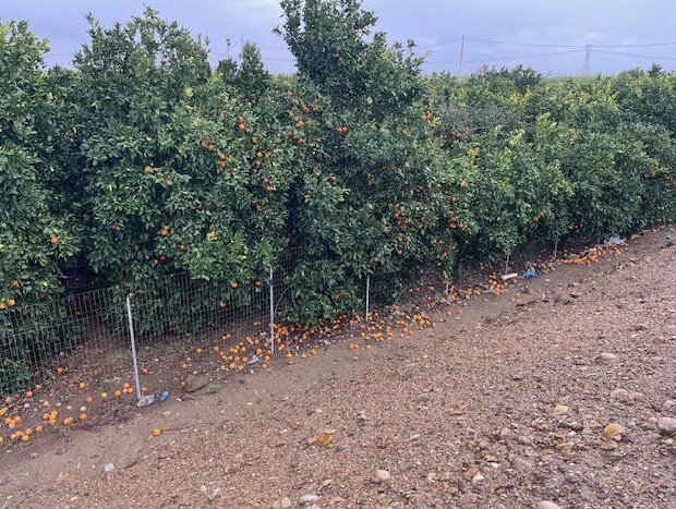 screenshot-2026-01-22-091355.jpeg screenshot-2026-01-22-091355.jpeg