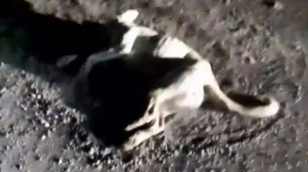 Gli sparano in testa e lo chiudono in valigia: caccia al killer del cane Gli sparano in testa e lo chiudono in valigia: caccia al killer del cane